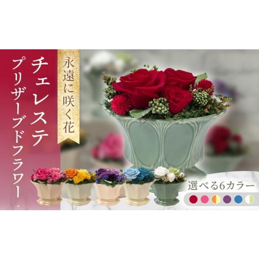 ふるさと納税 花・苗木 長崎県 大村市 ピンク チェレステ ACCK018-2 ピンク