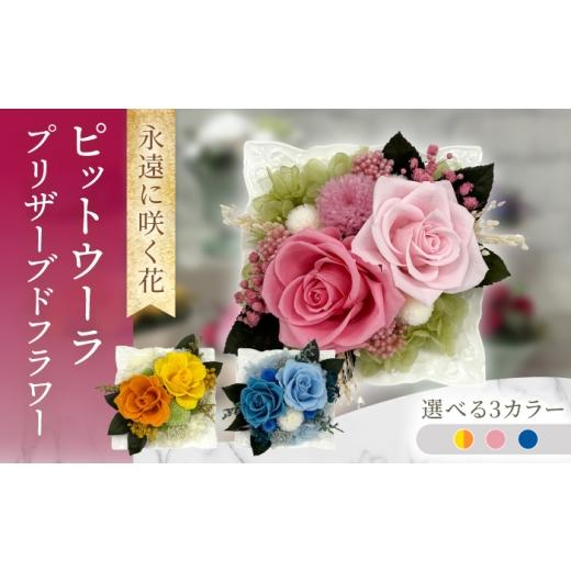 ふるさと納税 花・苗木 長崎県 大村市 イエロー×オレンジ ピットウーラ ACCK019-1 イエロー×オレンジ