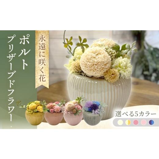 ふるさと納税 花・苗木 長崎県 大村市 アンティークピンク ポルト ACCK020-3 アンティークピンク