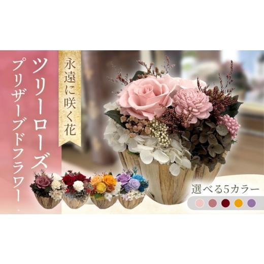 ふるさと納税 花・苗木 長崎県 大村市 パンナコッタ ツリーローズ ACCK027-1 パンナコッタ