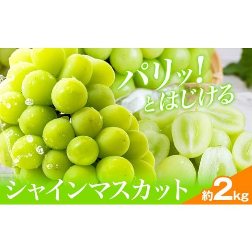 ふるさと納税 ぶどう マスカット 千葉県 流山市 シャインマスカット 2kg(3-4房) 水代果樹園[8月中旬-9月下旬頃出荷] 果物 マスカット シャインマスカット 葡…