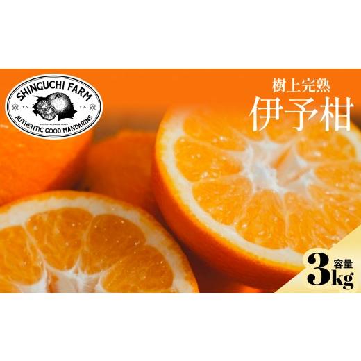 ふるさと納税 みかん・柑橘類 愛媛県 八幡浜市 先行受付 五代目が厳選した 伊予柑3kg 愛媛県 C70-94 1671254
