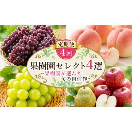 ふるさと納税 ぶどう マスカット 山形県 山形市 定期便4回 果樹園セレクト4選 果樹園が選んだ、旬の自信作 FY26-183