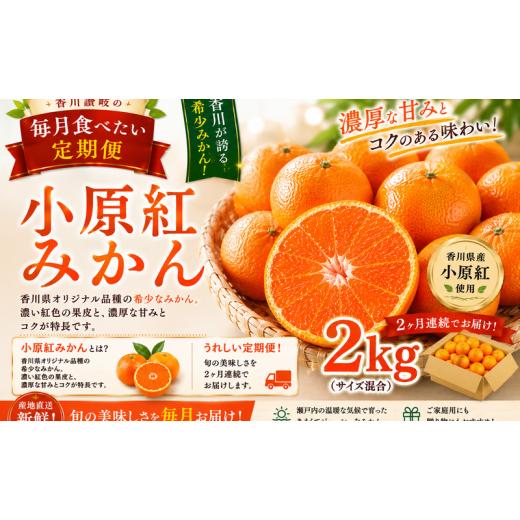 ふるさと納税 果物類 みかん 香川県 東かがわ市   香川讃岐の毎月食べたい定期「小原紅みかん 2kg」2ヶ月定期便