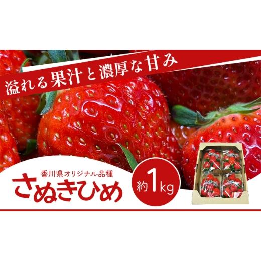 ふるさと納税 いちご 香川県 東かがわ市   香川讃岐の毎日食べたい「さぬきひめいちご 1kg」