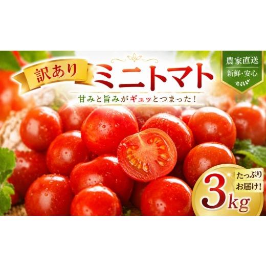ふるさと納税 トマト ミニトマト 埼玉県 羽生市 先行予約 ミニトマト 訳あり 3kg 家庭用 自宅用 不揃い サンゴ ミネラル 愛菜 野菜 肥料 ウルとま?TYみわく 肥…