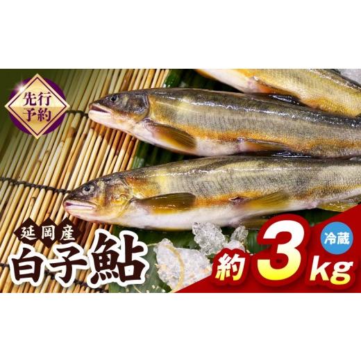 ふるさと納税 川魚 あゆ 宮崎県 延岡市 先行予約 2026年10月下旬より発送開始 冷蔵 白子鮎約3kg N070-YC426-1