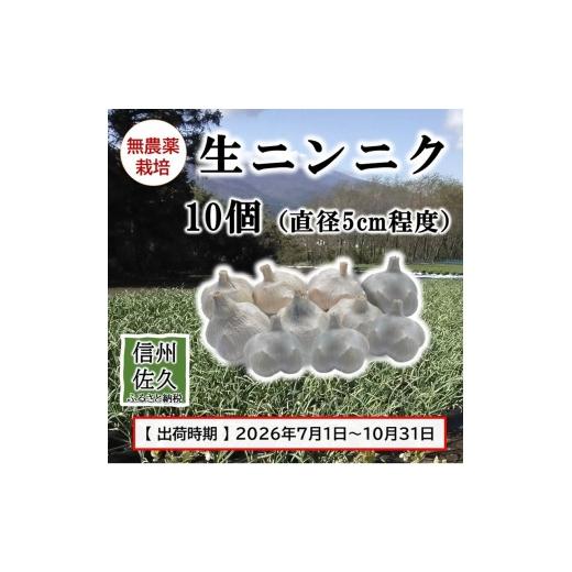 ふるさと納税 野菜類 薬味 長野県 佐久市 生ニンニク 10個 (直径5cm程度) (2026年7月〜10月出荷/沖縄・離島は配送不可) にんにく ガーリック 最高級ホ…