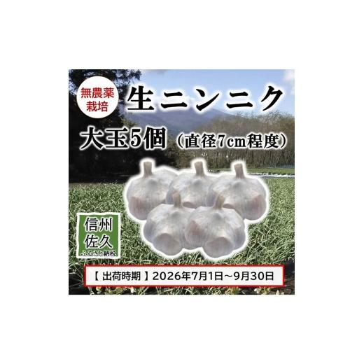 ふるさと納税 野菜類 薬味 長野県 佐久市 数量限定 生ニンニク大玉5個 (直径7cm程度)(2026年7月〜9月出荷/沖縄・離島は配送不可)にんにく ガーリック …