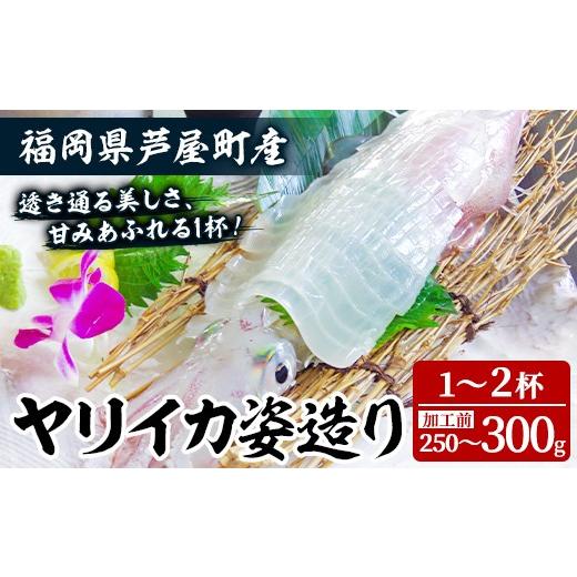 ふるさと納税 イカ 福岡県 芦屋町 ヤリイカ (加工前:250〜300g/匹・1〜2匹分) いか 烏賊 イカ やりいか 刺身 お造り 姿造り 冷凍 急速冷凍 贈答用 ギフト 贈…