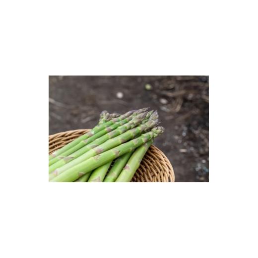 ふるさと納税 野菜類 アスパラガス 北海道 富良野市 2027年発送先行受付 アスパラ1kg 訳あり2L〜Sサイズ 富良野産 1751104