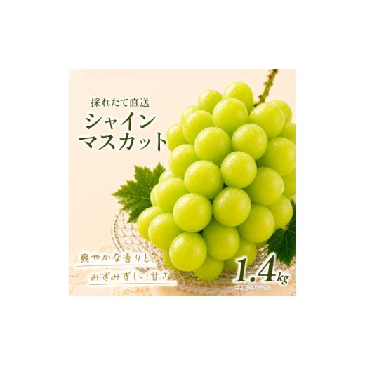 ふるさと納税 ぶどう 茨城県 かすみがうら市 シャインマスカット 約1.4kg (2房) 2026年発送 茨城県産フルーツ 人気のぶどう 1751122