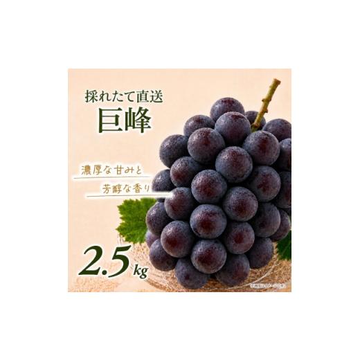 ふるさと納税 ぶどう 巨峰 茨城県 かすみがうら市 訳あり 巨峰 約2.5kg 2026年発送 茨城県産フルーツ 人気のぶどう 1751123