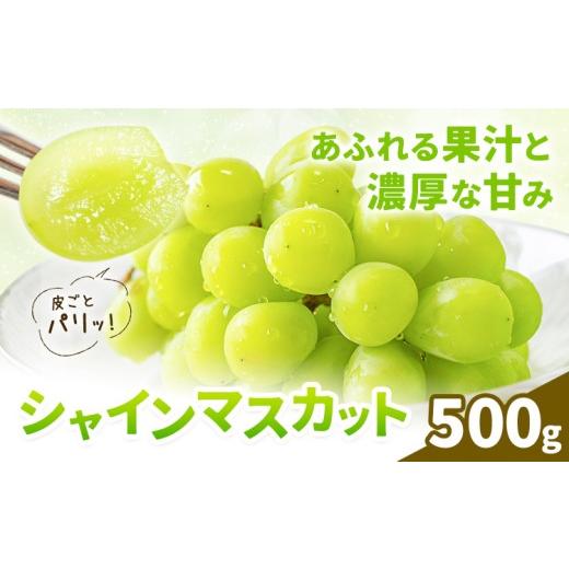 ふるさと納税 ぶどう マスカット 熊本県 菊池市 シャインマスカット 500g 株式会社エフビーネット[8月中旬-9月上旬頃出荷]熊本県 菊池市 ぶどう ブドウ マス…