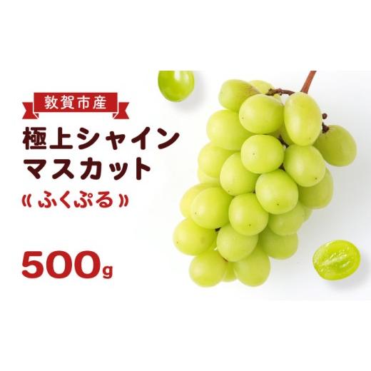 ふるさと納税 ぶどう マスカット 福井県 敦賀市 ブランド シャインマスカット 「ふくぷる」 500g (敦賀市産) 福井のブランドぶどう マスカット ブドウ 果物 …