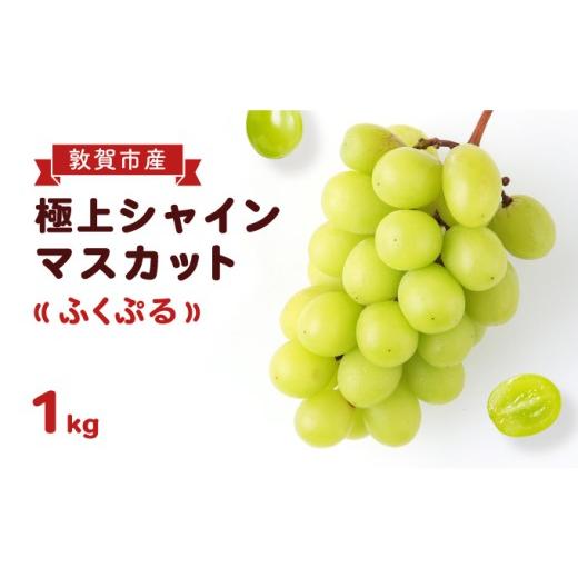 ふるさと納税 ぶどう マスカット 福井県 敦賀市 ブランド シャインマスカット 「ふくぷる」 1kg(敦賀市産) 福井のブランドぶどう マスカット ブドウ 果物 果…