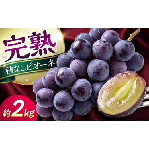 ふるさと納税 果物類 ぶどう 熊本県 合志市 先行予約 2026年8月下旬発送開始 熊本県産 種なしピオーネ 約2kg / ぶどう ブドウ フルーツ 果物 くだもの 青果 …