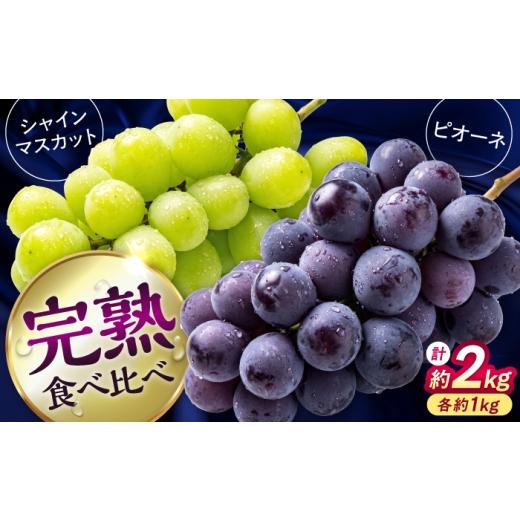 ふるさと納税 果物類 ぶどう 熊本県 合志市 先行予約 2026年8月下旬発送開始 熊本県産 種なしピオーネ&シャインマスカット 各1kg 計約2kg 食べ比べ セット …