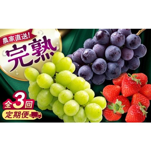 ふるさと納税 ぶどう マスカット 熊本県 合志市 先行予約 2026年8月下旬発送開始 全3回定期便 果物定期便 ピオーネ(約1kg)&シャインマスカット(約1kg)&いち…