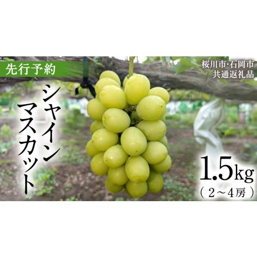 ふるさと納税 ぶどう マスカット 茨城県 桜川市 [ 2026年 収穫分 ] シャインマスカット 1.5kg 2〜4房 (桜川市・石岡市共通返礼品) 先行予約 石田ぶどう園 国…