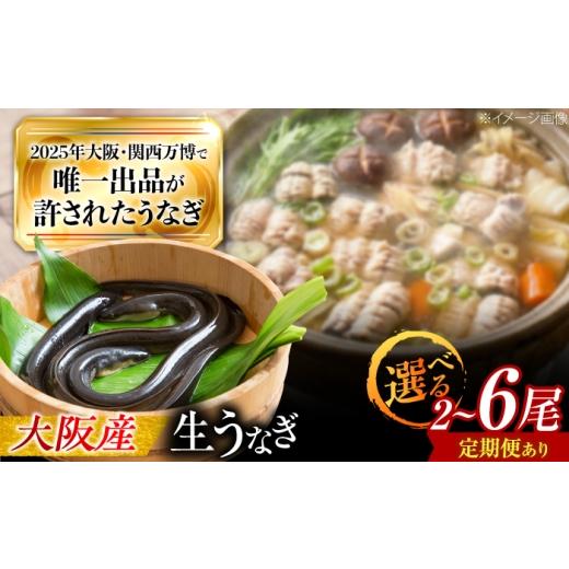 ふるさと納税 うなぎ 大阪府 藤井寺市 全12回定期便 鰻 美陵鰻の生鰻 1尾 / 美陵鰻 鰻 うなぎ ウナギ 蒲焼 蒲焼き かば焼き 白焼き 白焼 肉厚 うな重 うな丼…