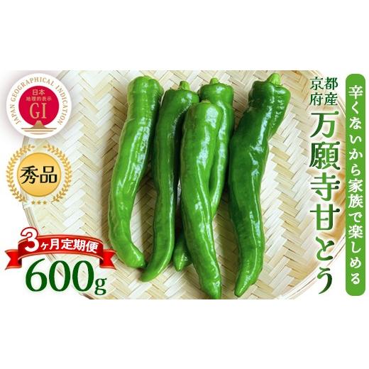 ふるさと納税 野菜類 京都府 舞鶴市 定期便 万願寺甘とう 秀品 600g×3回 | 京野菜 舞鶴市 万願寺甘とう 万願寺とうがらし 秀品 夏野菜 とうがらし 野菜ギフ…
