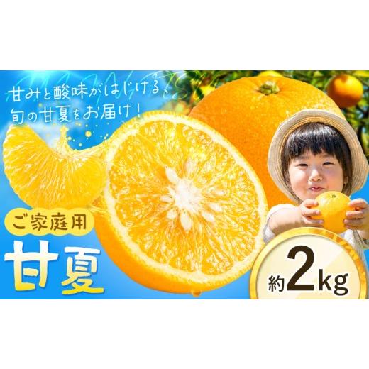 ふるさと納税 果物類 みかん 和歌山県 日高町 ご家庭用甘夏 約2kg[2027年2月中旬-3月末頃出荷]和歌山県 日高町 柑橘類 あまなつ 甘なつ みかん わけあり 果…