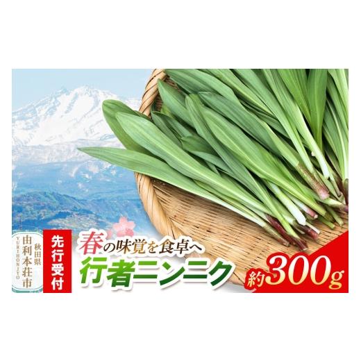ふるさと納税 野菜類 山菜 秋田県 由利本荘市 [先行受付]行者ニンニク 約300g 山菜 行者にんにく 自然栽培 野菜 天然 天然山菜 国産 先行予約 秋田熊の子山…