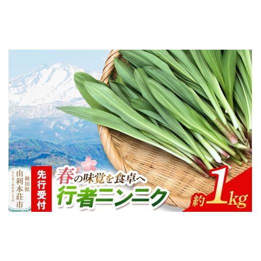 ふるさと納税 野菜類 山菜 秋田県 由利本荘市 [先行受付]行者ニンニク 約1kg 山菜 行者にんにく 自然栽培 野菜 天然 天然山菜 国産 先行予約 秋田熊の子山菜…
