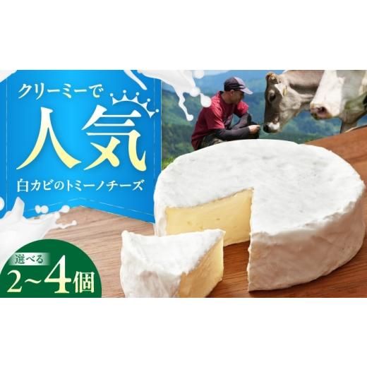 ふるさと納税 加工品等 チーズ 愛媛県 内子町 山地放牧酪農ミルクのトミーノチーズ(白カビタイプ)2個セット/チーズ トミーノチーズ 愛媛県 伝統製法 おつま…