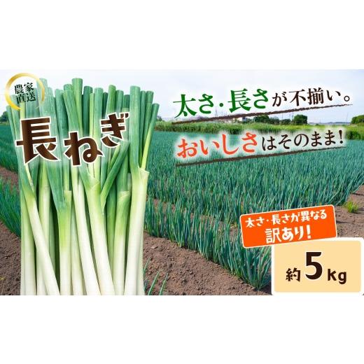 ふるさと納税 ねぎ・玉ねぎ 茨城県 下妻市 訳あり 長ねぎ[訳あり/正規品・容量が選べる ]訳あり 茨城県産 5kg / 10kg 茨城県 下妻市産 長ねぎ 長ネギ 長葱…
