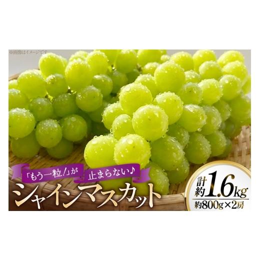 ふるさと納税 ぶどう マスカット 長崎県 平戸市 シャインマスカット 大粒 種なし 約800g 2p 計1.6kg 平戸瀬戸市場 長崎県 平戸市 hr42bgy420525 果物 フルーツ…