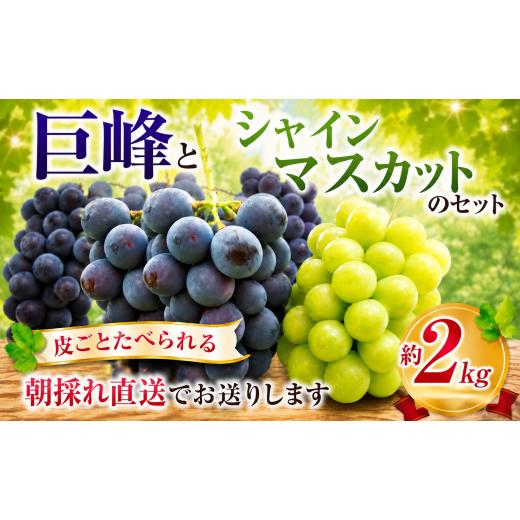 ふるさと納税 ぶどう マスカット 千葉県 東金市 巨峰 と シャインマスカット セット 約2kg ( きょほう 3房〜4房 シャイン 1房) 皮ごと食べられる 旬 フルーツ …