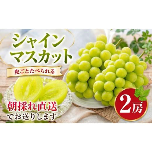 ふるさと納税 ぶどう マスカット 千葉県 東金市 シャインマスカット 2房 ぶどう 朝採れ 直送 高糖度 皮ごと食べられる 旬 フルーツ 果物 しゃいんますかっと s…