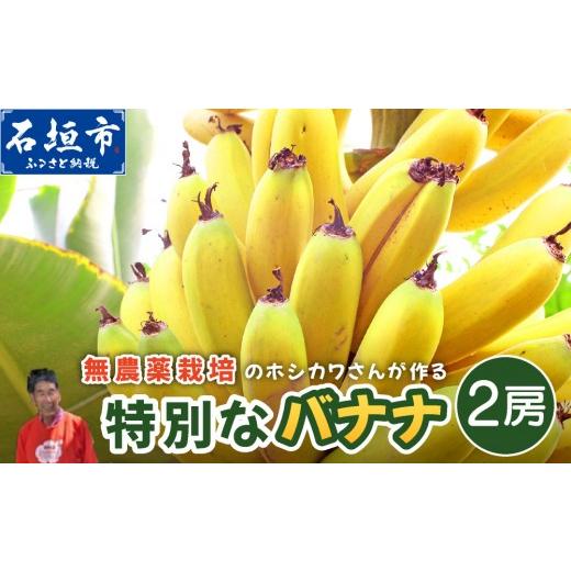 ふるさと納税 果物類 沖縄県 石垣市 希少 無農薬栽培の千川さんが作る特別なバナナ2房 沖縄県 石垣島 石垣島産 バナナ ばなな 農薬不使用 化学肥料不使用 無農…