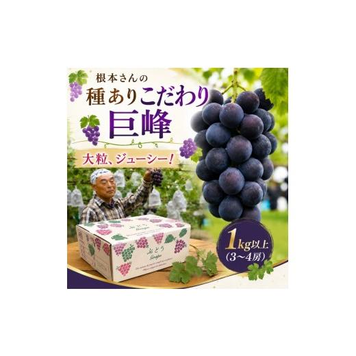 ふるさと納税 ぶどう 巨峰 栃木県 矢板市 ぶどう 根本さんの種ありこだわり巨峰 約1kg | 完熟 葡萄 甘い 大粒 フルーツ 産地直送 栃木県 矢板市