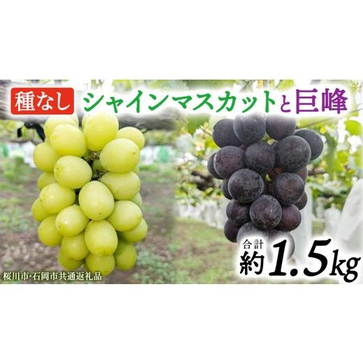 ふるさと納税 ぶどう 巨峰 茨城県 桜川市 シャインマスカットと巨峰(種なし)約1.5kg(計2〜3房)ご家庭用 (桜川市・石岡市共通返礼品) 数量限定 ぶどう ブド…