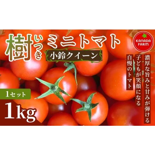 ふるさと納税 トマト ミニトマト 愛知県 豊橋市 [先行予約]樹(いつき)ミニトマト(小鈴クイーン)1kg 1セット 新鮮野菜 フルーツ 旬 サラダ デザート お弁…