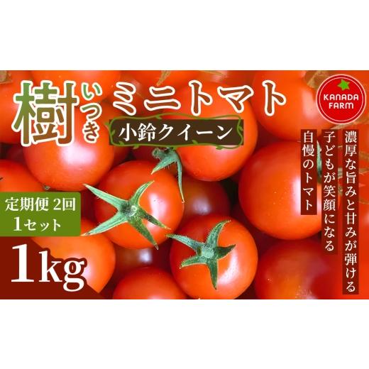 ふるさと納税 トマト ミニトマト 愛知県 豊橋市 [先行予約] 定期便2ヶ月 樹(いつき)ミニトマト(小鈴クイーン)1kg 1セット 新鮮野菜 フルーツ 旬 サラダ …