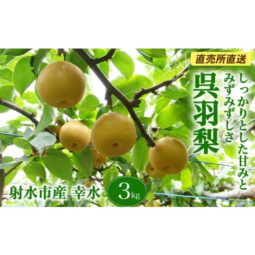 ふるさと納税 梨 富山県 射水市 射水のおいしい果実 梨 直売所直送 野開梨園の“呉羽梨" 幸水3kg(8〜9個/箱) 2026年8月〜発送