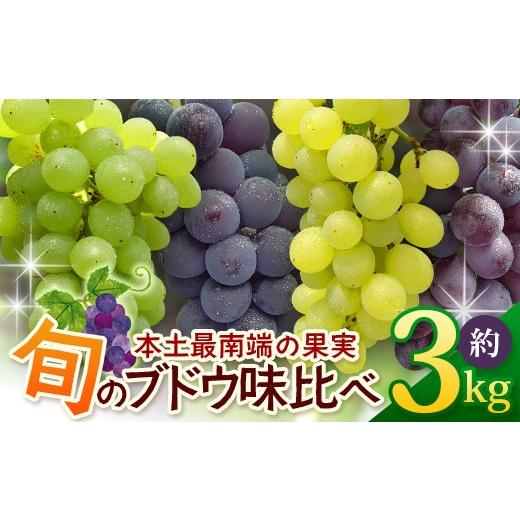 ふるさと納税 ぶどう マスカット 鹿児島県 南大隅町 期間限定 数量限定 2026年7月下旬発送 旬のブドウ味くらべ約3kg (6〜7房) TE710|産地直送 旬 ブドウ 葡…