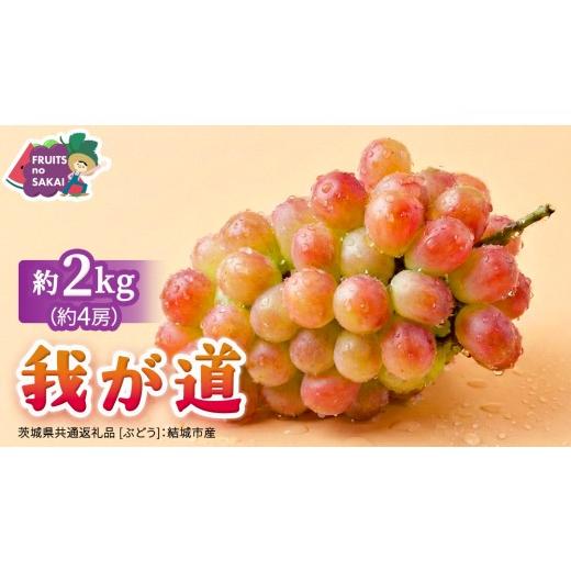ふるさと納税 果物類 ぶどう 茨城県 つくばみらい市 我が道 約2kg (約4房) 2026年8月より発送開始 (茨城県共通返礼品 ぶどう :結城市産) ぶどう ブドウ …