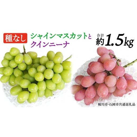 ふるさと納税 ぶどう マスカット 茨城県 桜川市 シャインマスカットとクイーンニーナ(種なし)約1.5kg(計2〜3房)ご家庭用 (桜川市・石岡市共通返礼品) 数量…