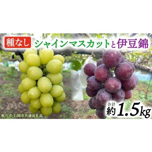 ふるさと納税 ぶどう マスカット 茨城県 桜川市 シャインマスカットと伊豆錦(種なし)約1.5kg(計2〜3房)ご家庭用 (桜川市・石岡市共通返礼品) 数量限定 ぶ…