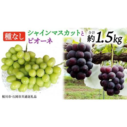 ふるさと納税 ぶどう マスカット 茨城県 桜川市 シャインマスカットとピオーネ(種なし)約1.5kg(計2〜3房)ご家庭用 (桜川市・石岡市共通返礼品) 数量限定 …