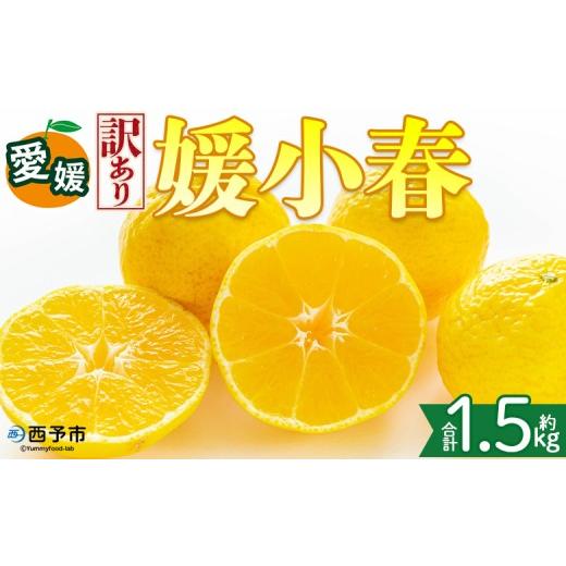 ふるさと納税 みかん・柑橘類 愛媛県 西予市 訳あり 愛媛県産 媛小春 約1.5kg 『2027年2月上旬〜3月下旬迄順次発送予定』わけあり 訳アリ 希少品種 ひめこは…