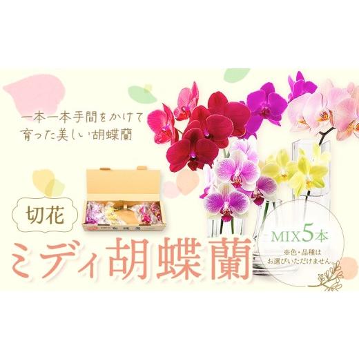 ふるさと納税 雑貨・日用品 花 鹿児島県 さつま町 ミディ 胡蝶蘭切花 MIX 5本 セット 株式会社日野洋蘭園[30日以内に出荷予定(土日祝除く)]鹿児島県 さつま…
