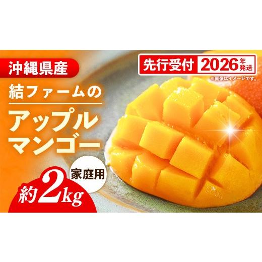 ふるさと納税 マンゴー 沖縄県 八重瀬町 先行受付 2026年発送 結ファーム 家庭用 アップルマンゴー 約2kg (4〜8玉)- ご自宅用 先行予約 沖縄県産 産地直送 …