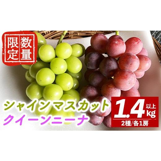 ふるさと納税 ぶどう 茨城県 常陸大宮市 先行予約受付中 2026年9月中旬以降順次発送 シャインマスカット クイーンニーナ セット 計1.4kg以上 マスカット クイ…