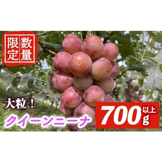 ふるさと納税 果物類 ぶどう 茨城県 常陸大宮市 先行予約受付中 2026年9月中旬以降順次発送 クイーンニーナ 1房 700g以上 クイーンニーナ ぶどう ブドウ 葡萄…